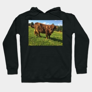 Scottish Highland Cattle Calf 2054 Hoodie